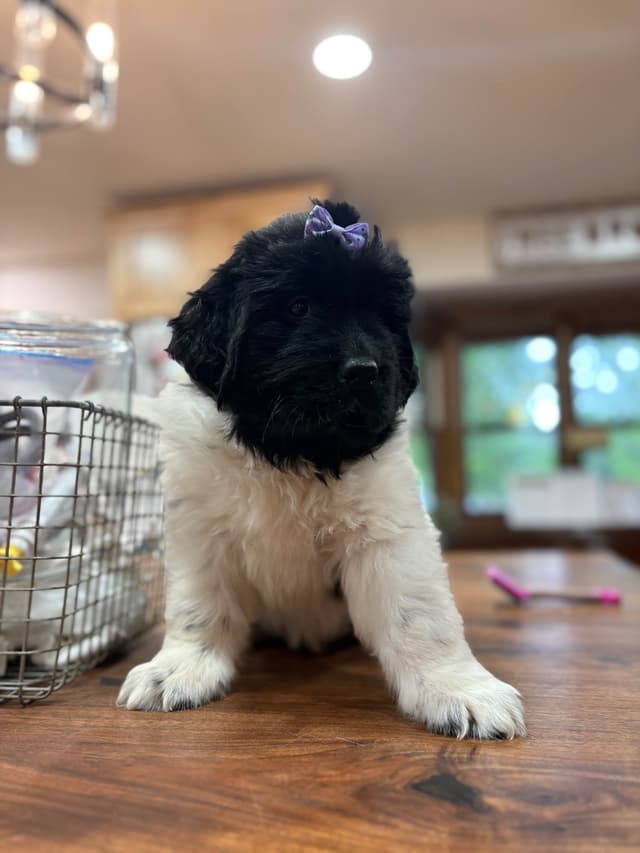 Newfoundland Puppies media 7