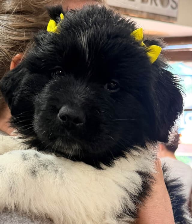 Newfoundland Puppies media 9