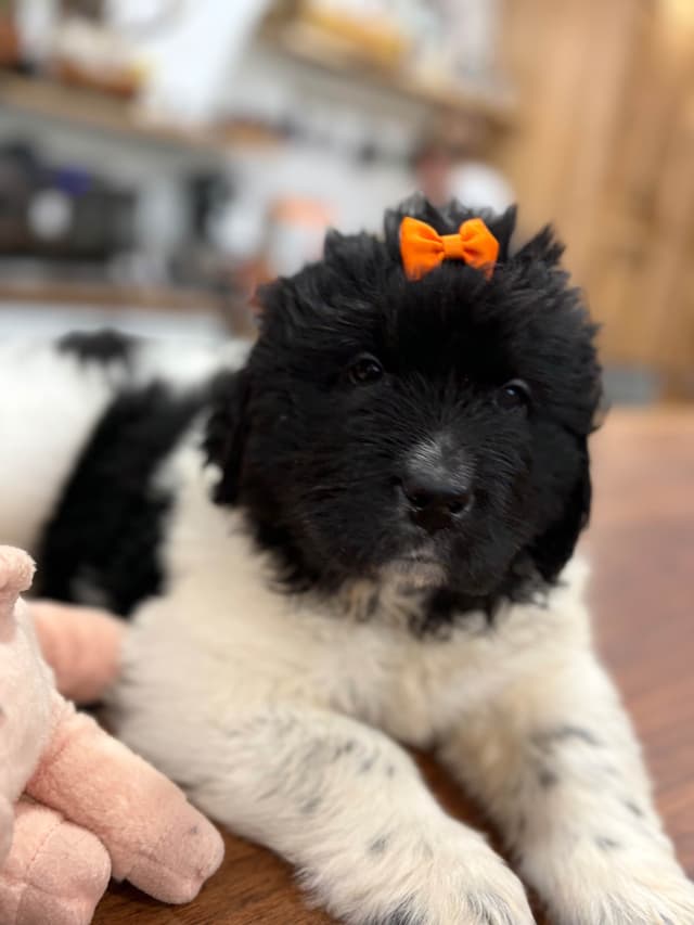 Newfoundland Puppies media 10