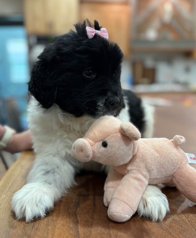 Newfoundland Puppies media 11