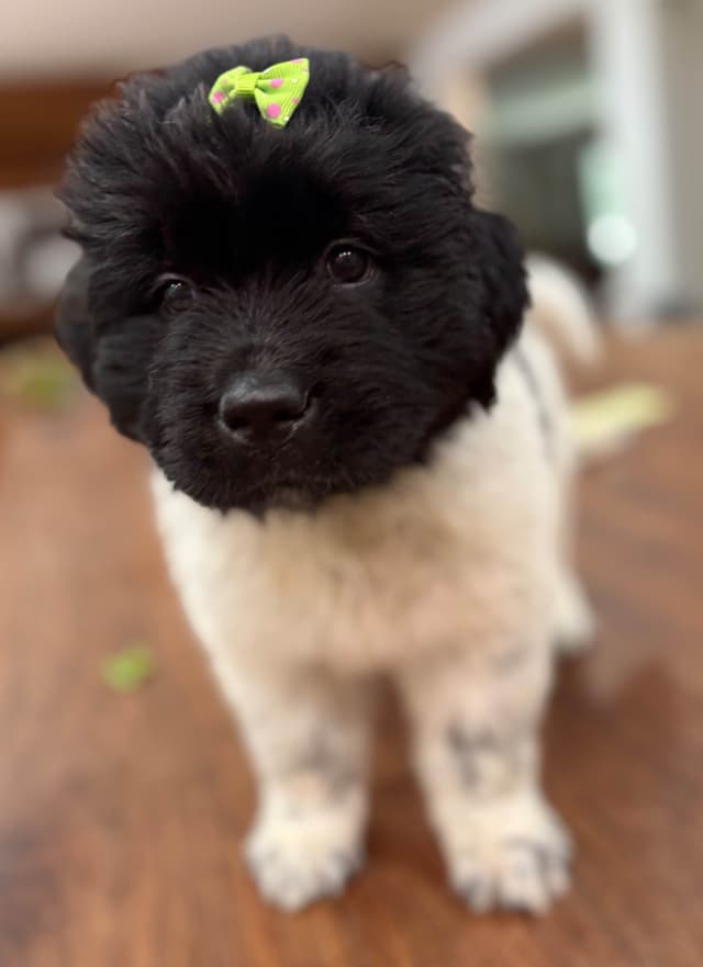 Newfoundland Puppies media 12