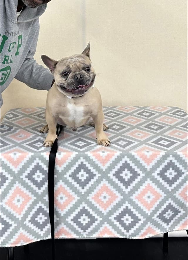 French Bulldog Puppies media 2