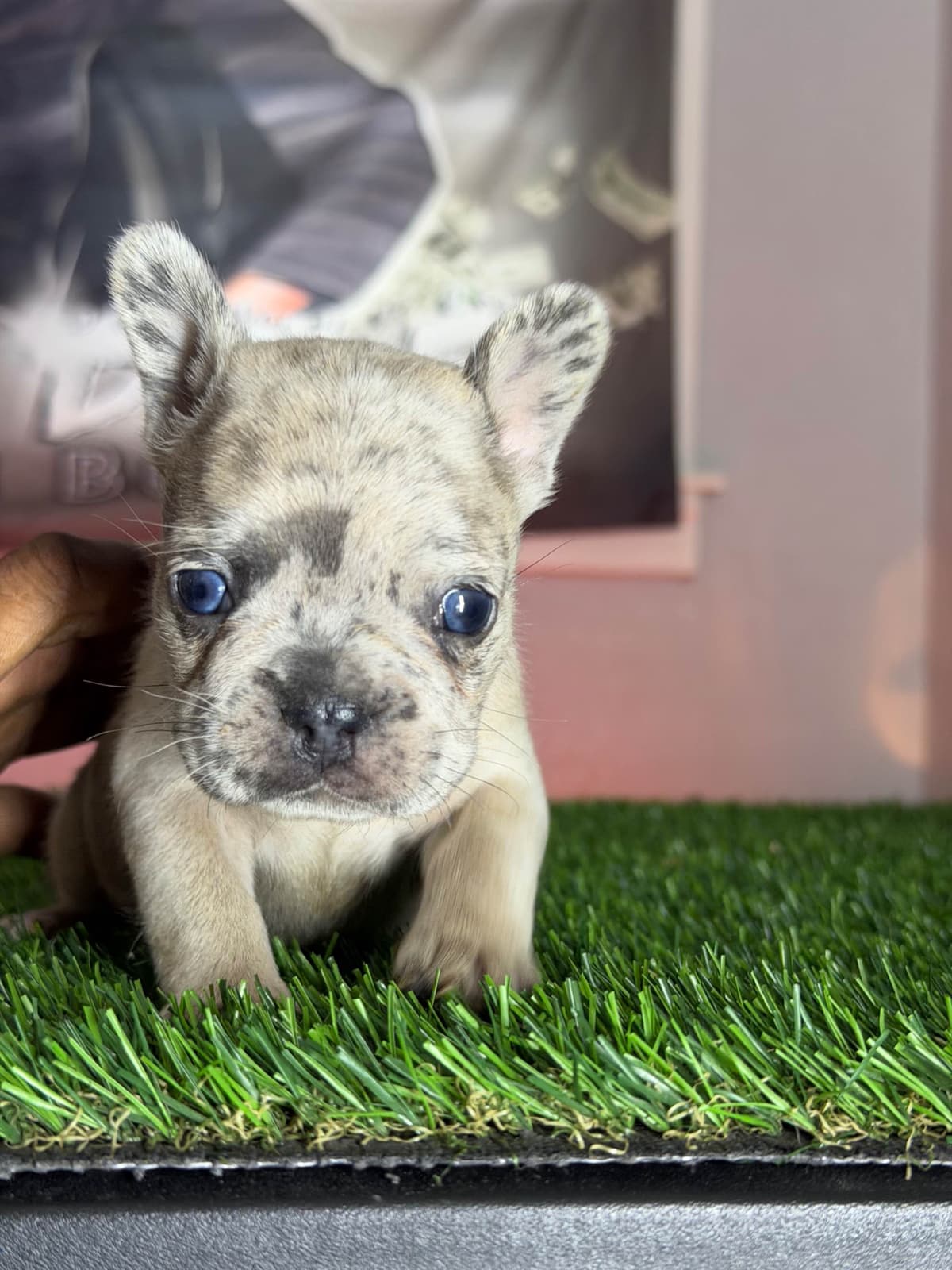 French Bulldog Puppies breeder image 1