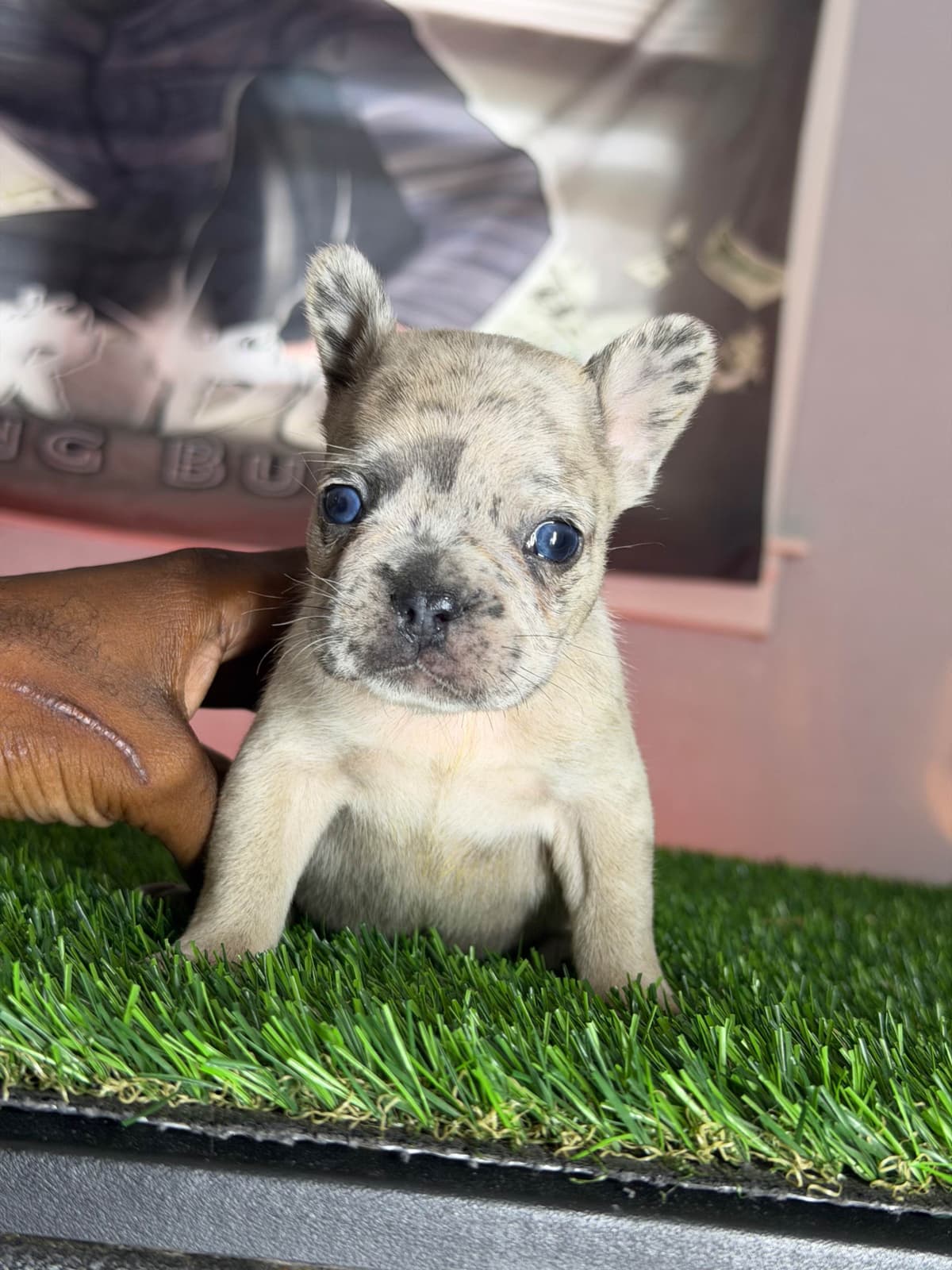 French Bulldog Puppies breeder image 2