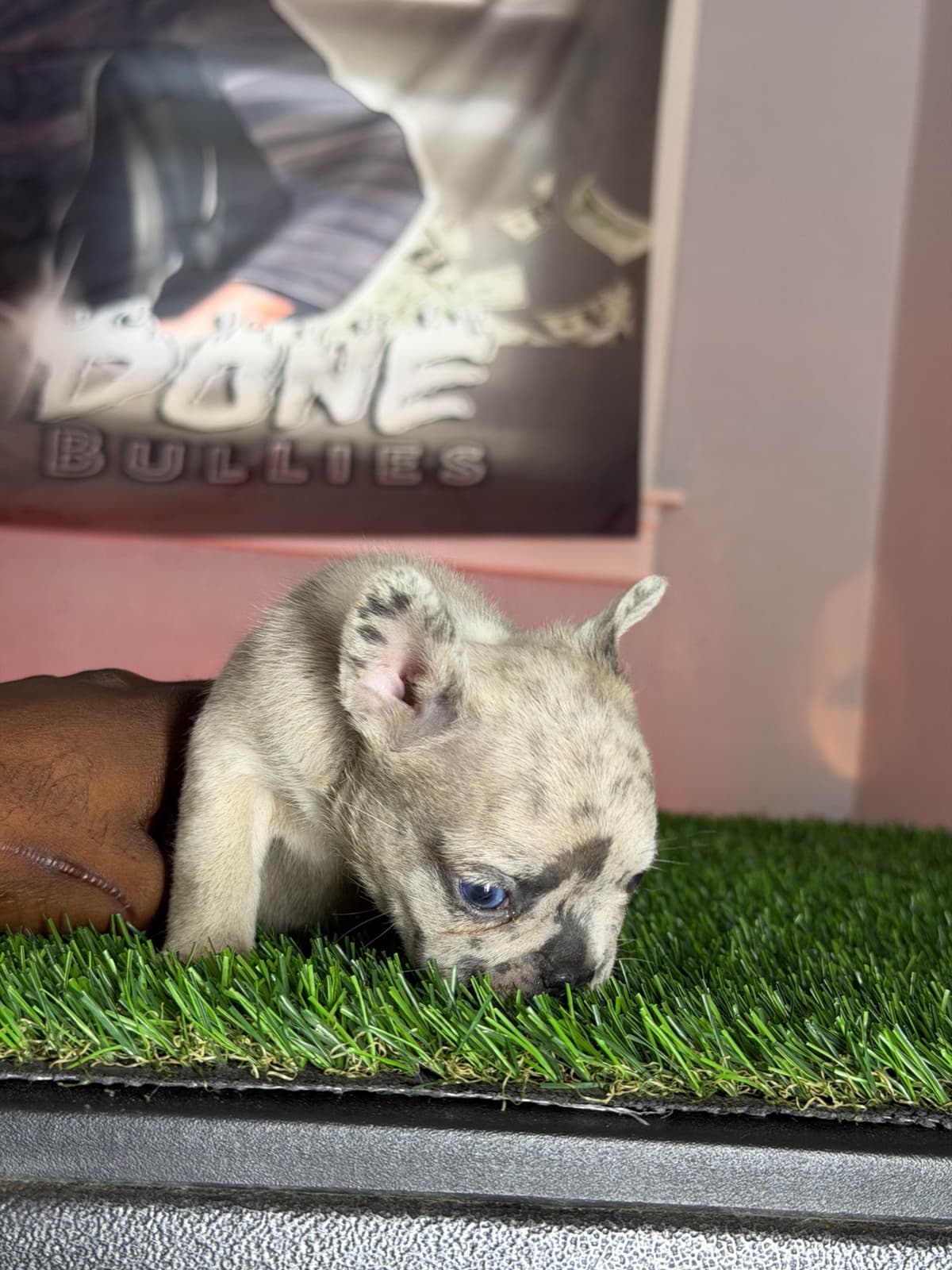 French Bulldog Puppies breeder image 3