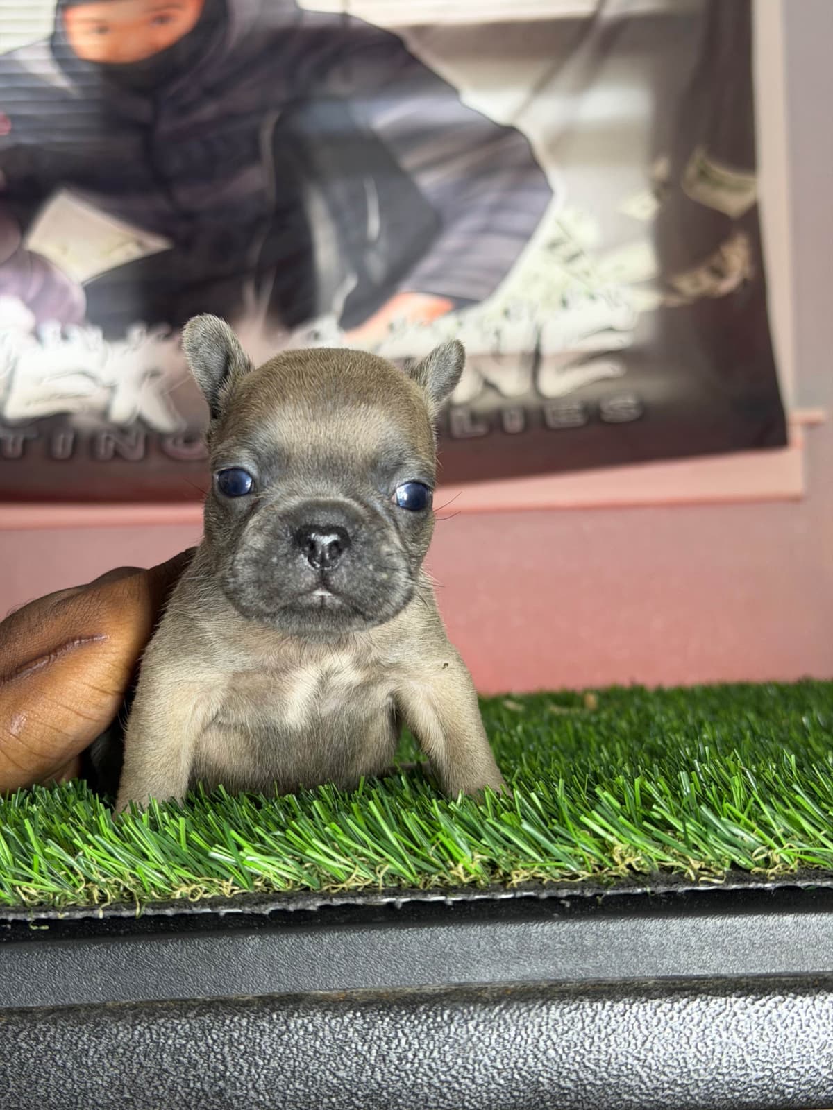 French Bulldog Puppies breeder image 4