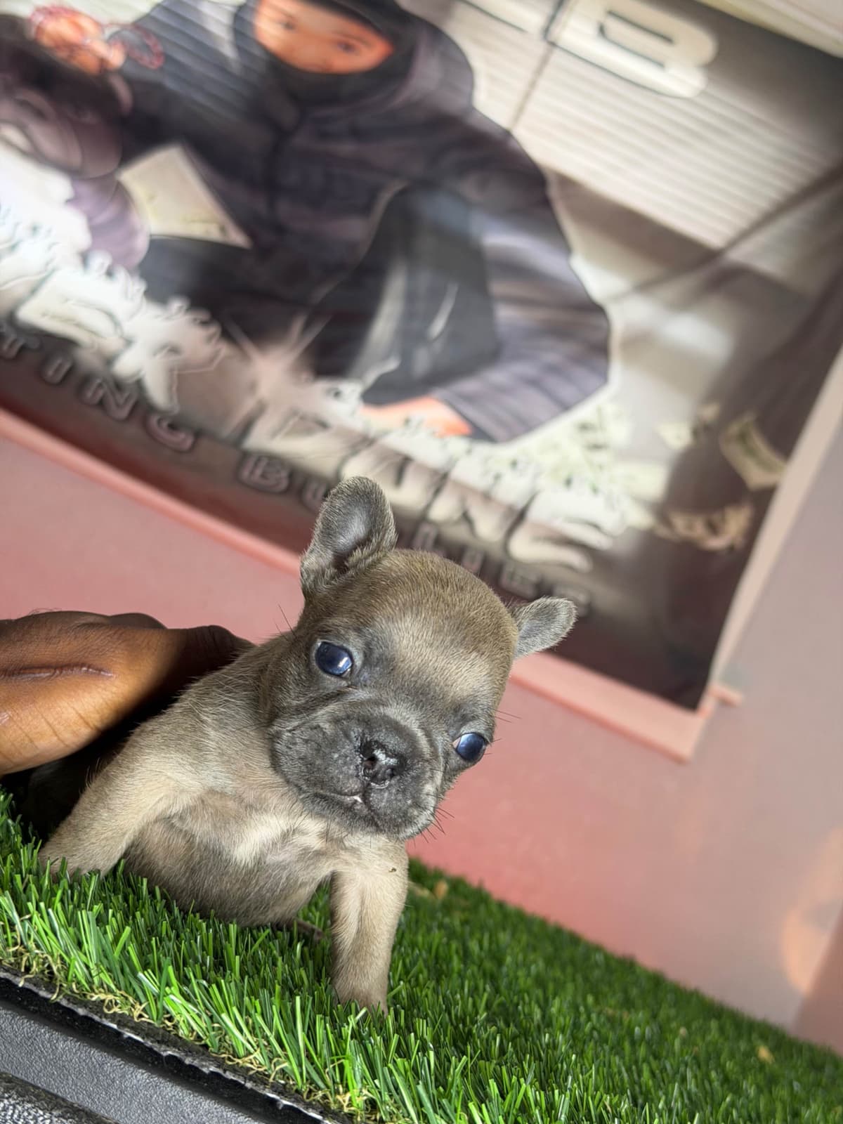 French Bulldog Puppies breeder image 5