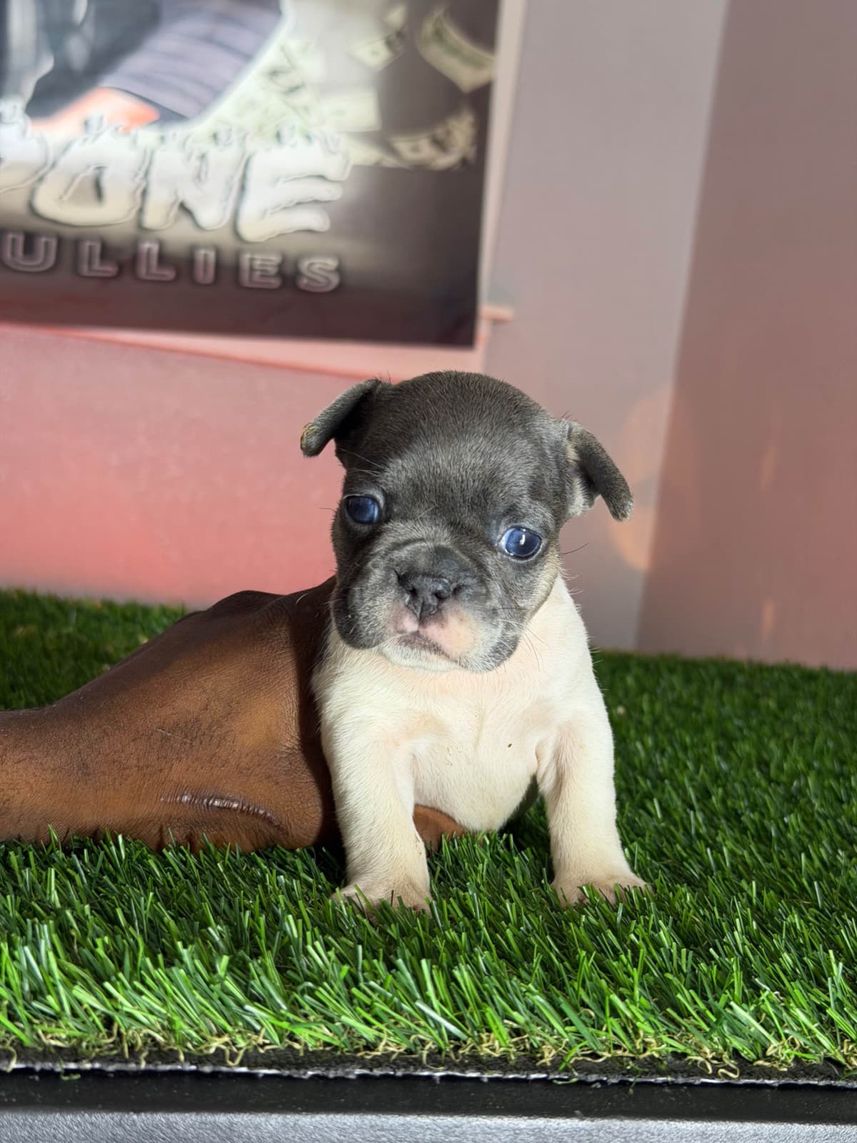 French Bulldog Puppies breeder image 6