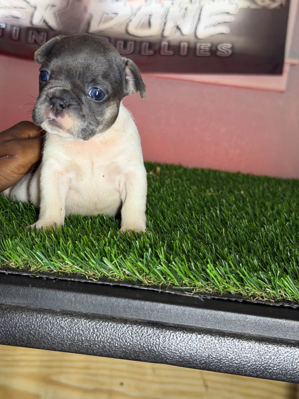 French Bulldog Puppies breeder image 9