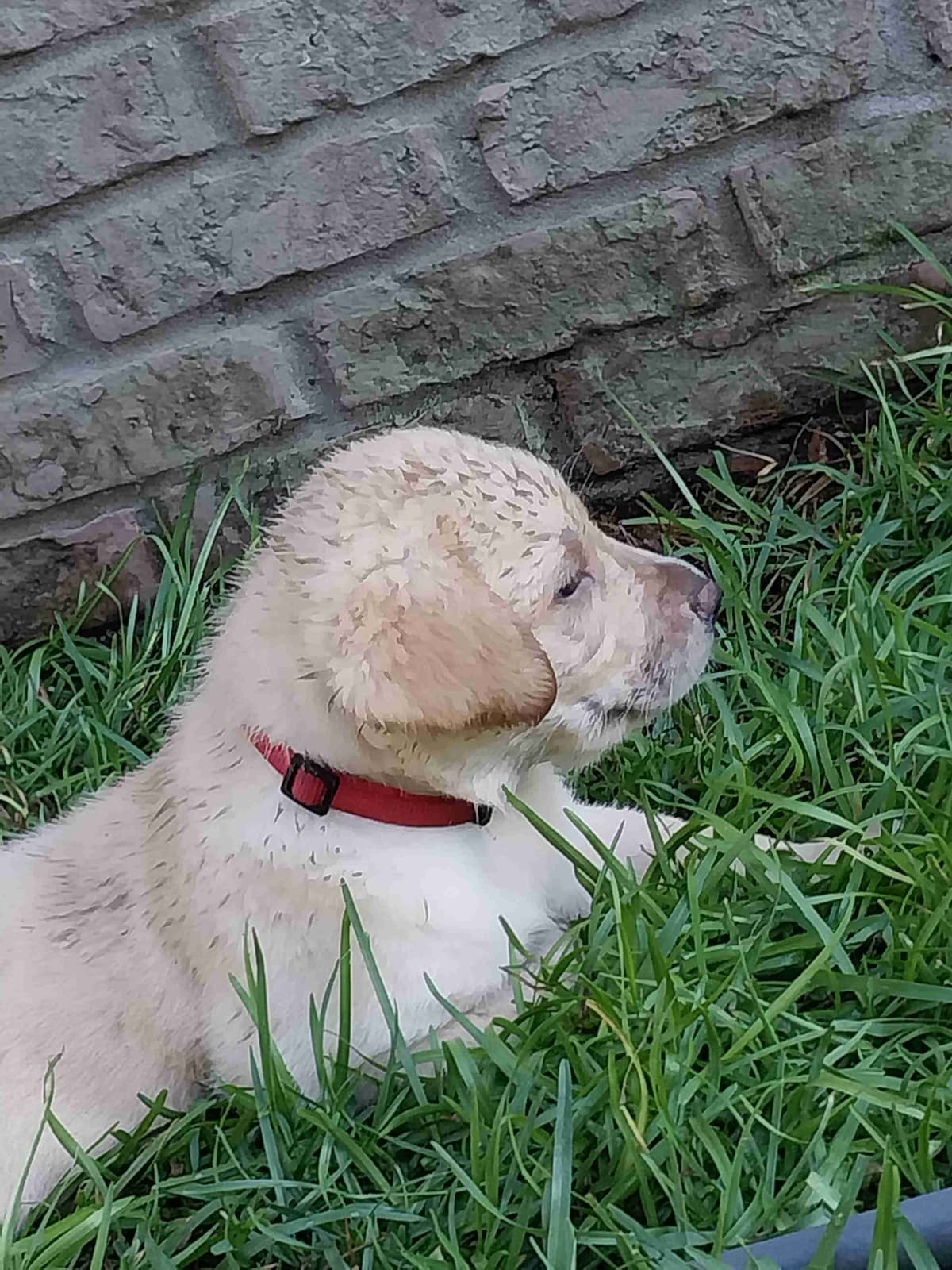 Labrador Retriever Puppies breeder image 1