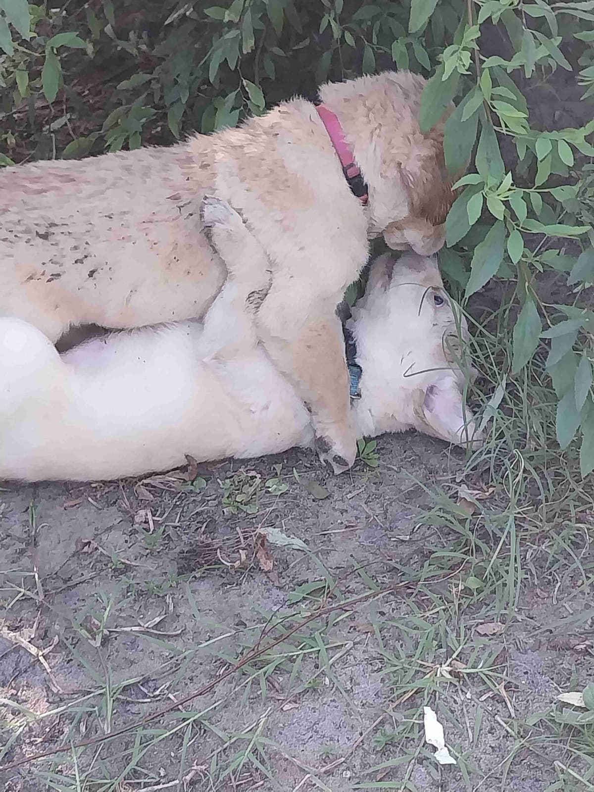 Labrador Retriever Puppies breeder image 2