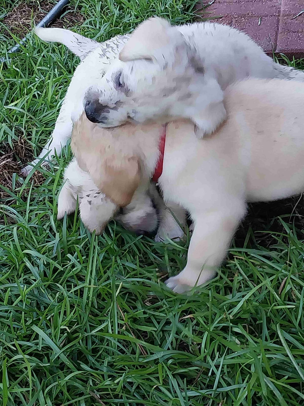 Labrador Retriever Puppies breeder image 3