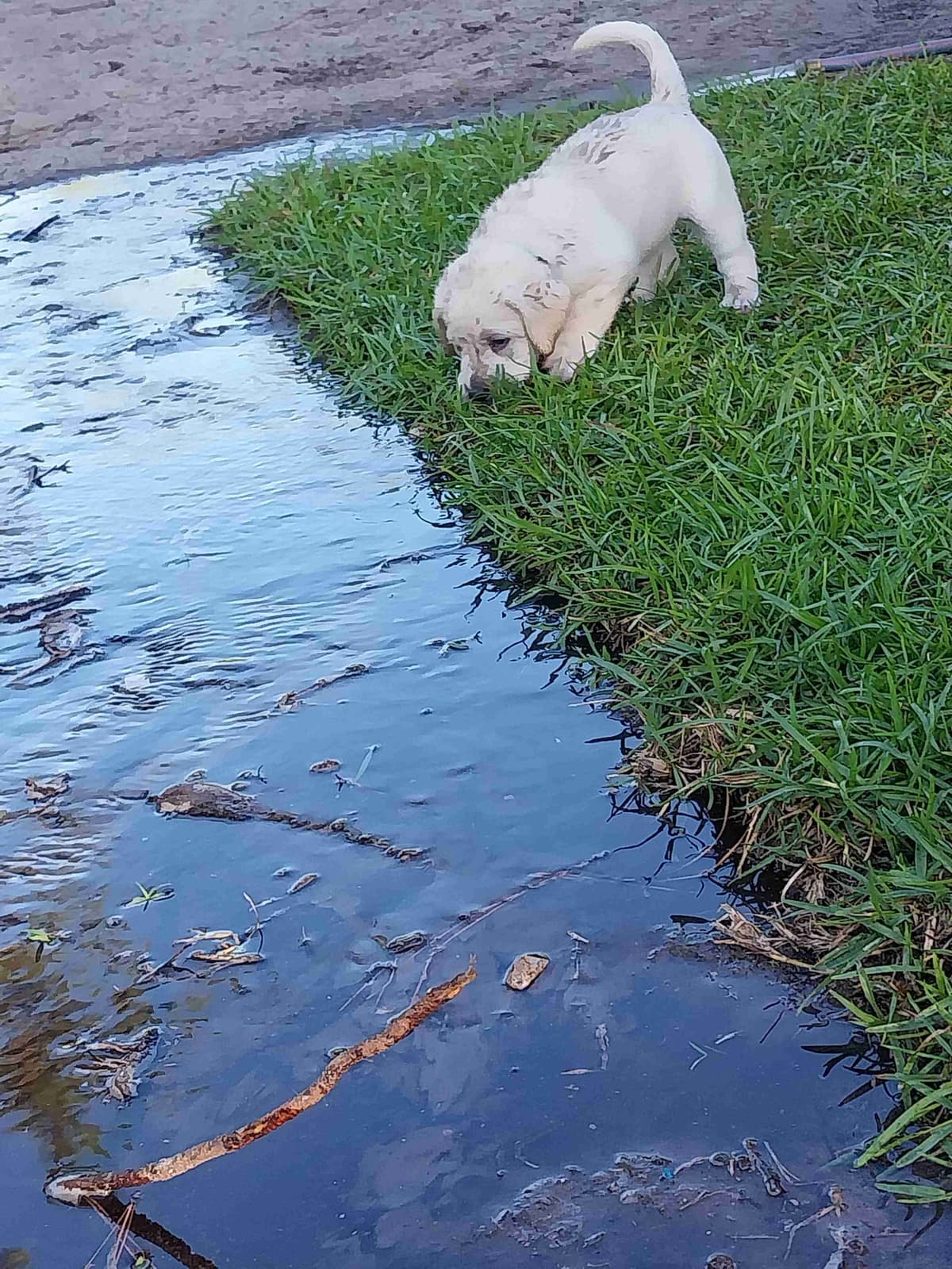 Labrador Retriever Puppies breeder image 4