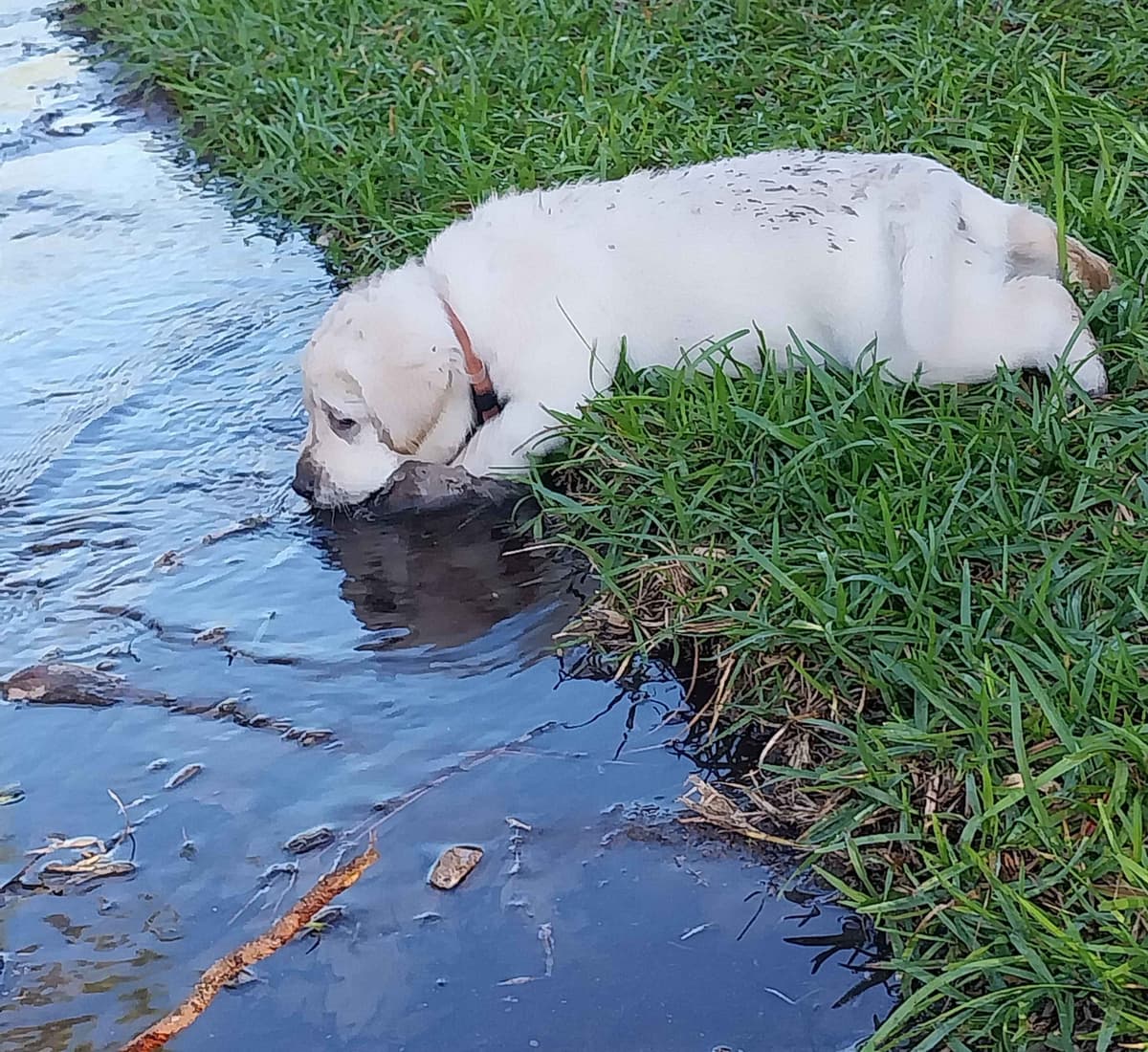 Labrador Retriever Puppies breeder image 5