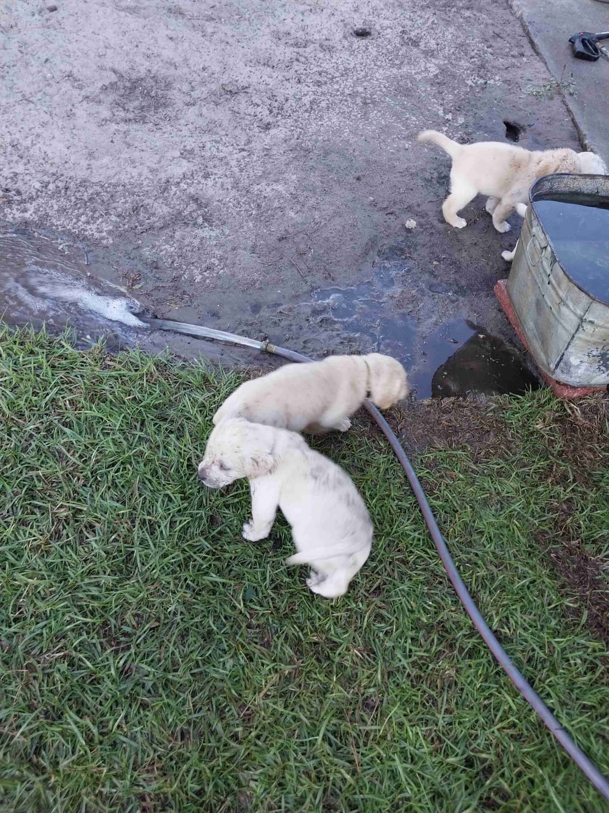 Labrador Retriever Puppies breeder image 8