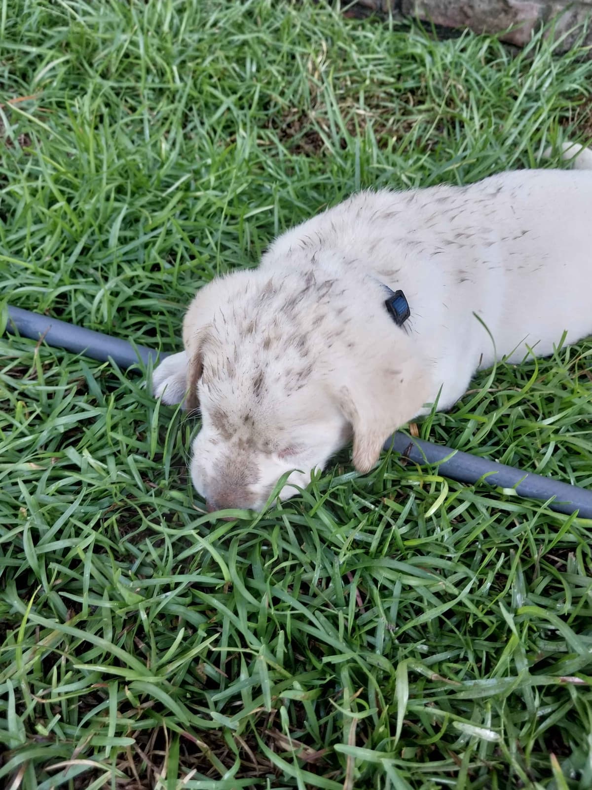Labrador Retriever Puppies breeder image 9