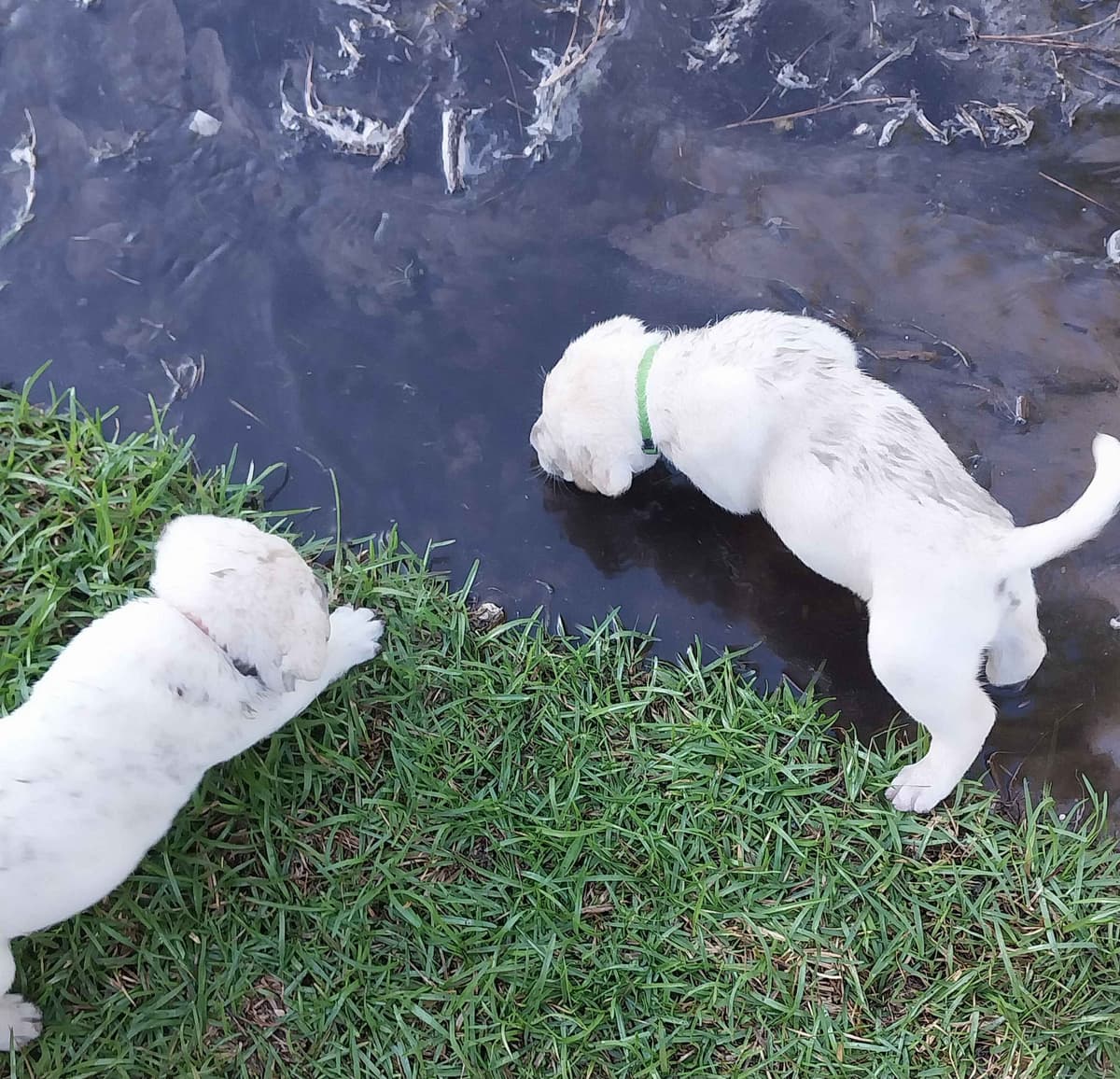 Labrador Retriever Puppies breeder image 7