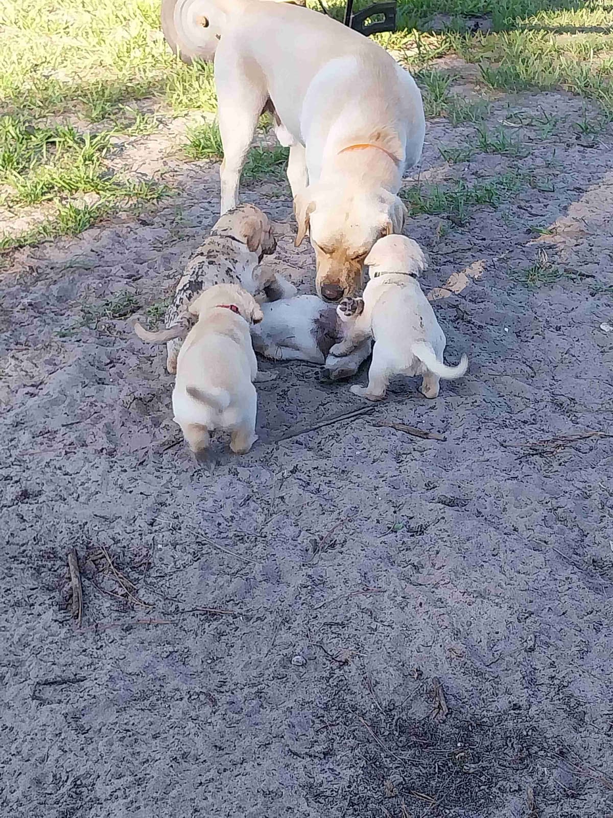 Labrador Retriever Puppies breeder image 12