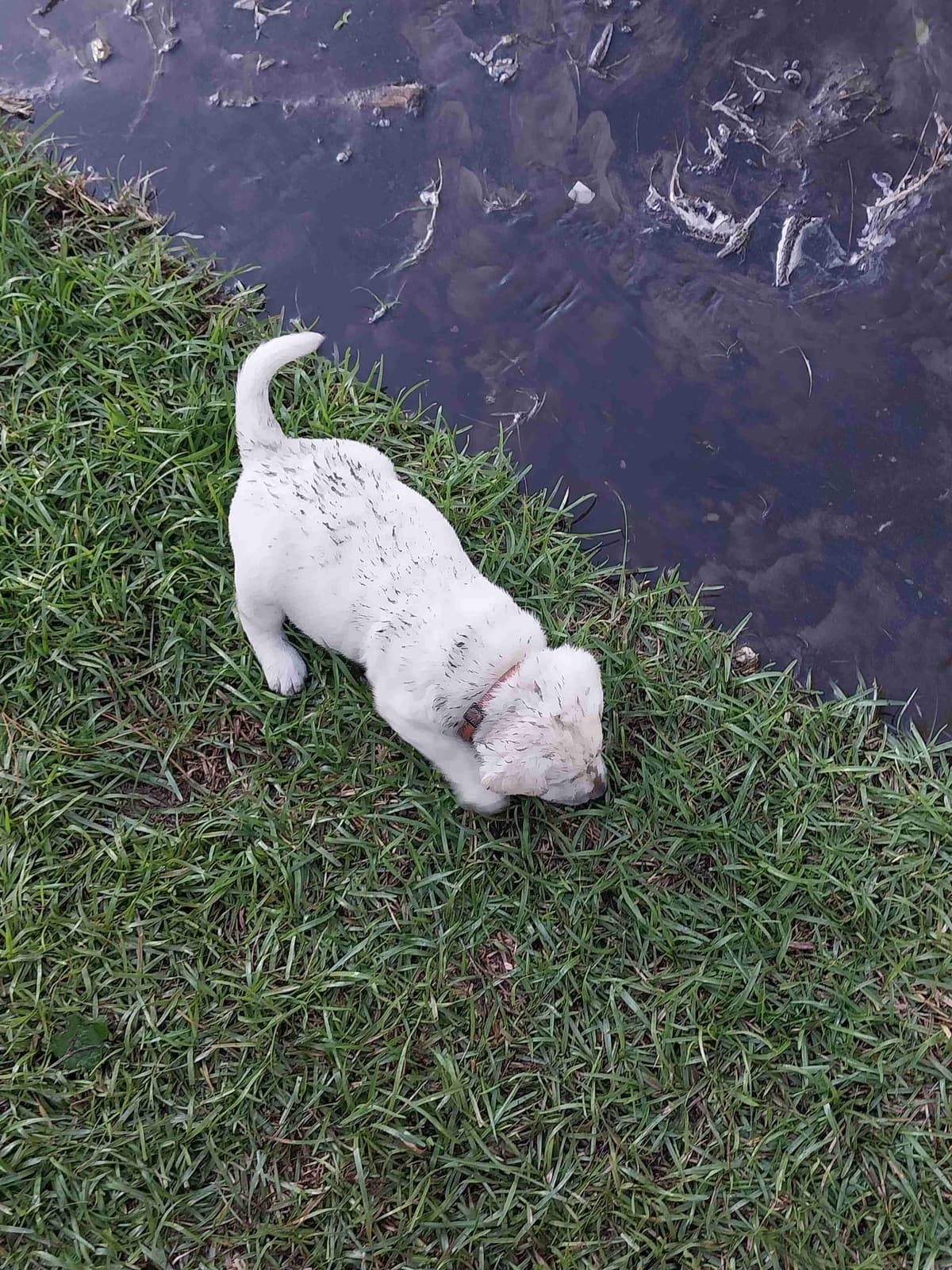Labrador Retriever Puppies breeder image 13