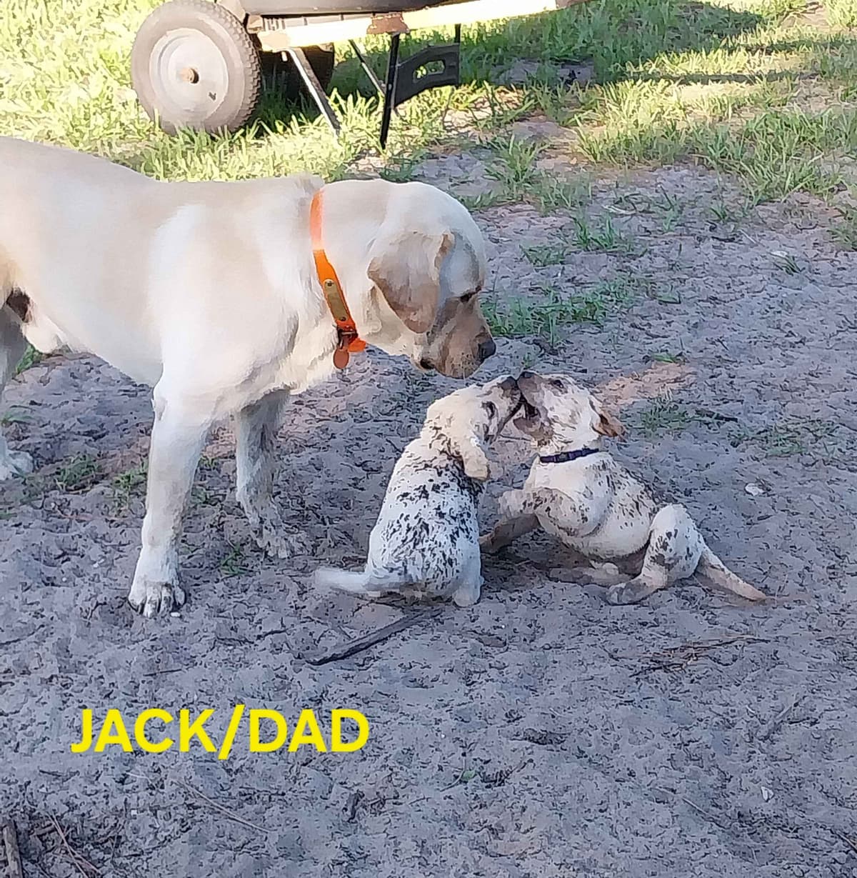 Labrador Retriever Puppies breeder image 10