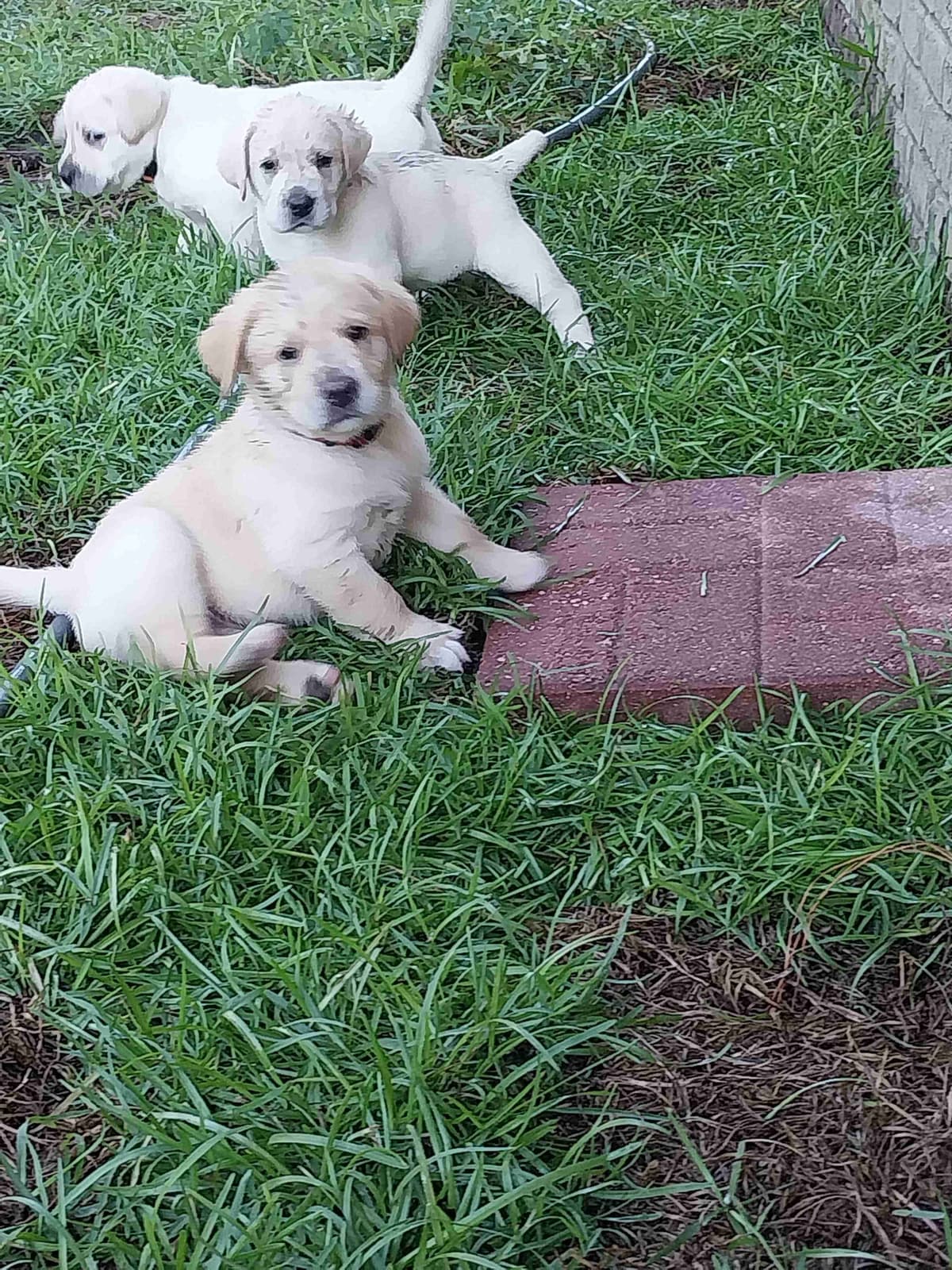 Labrador Retriever Puppies breeder image 14