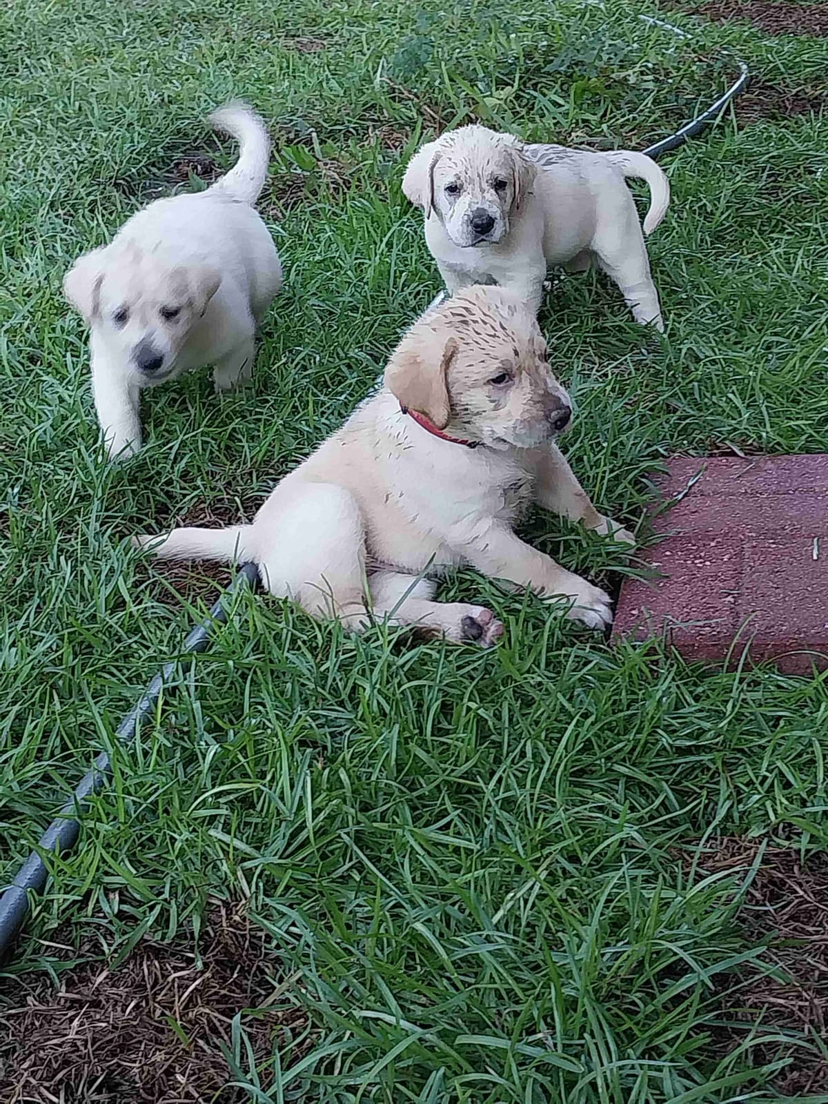 Labrador Retriever Puppies breeder image 15