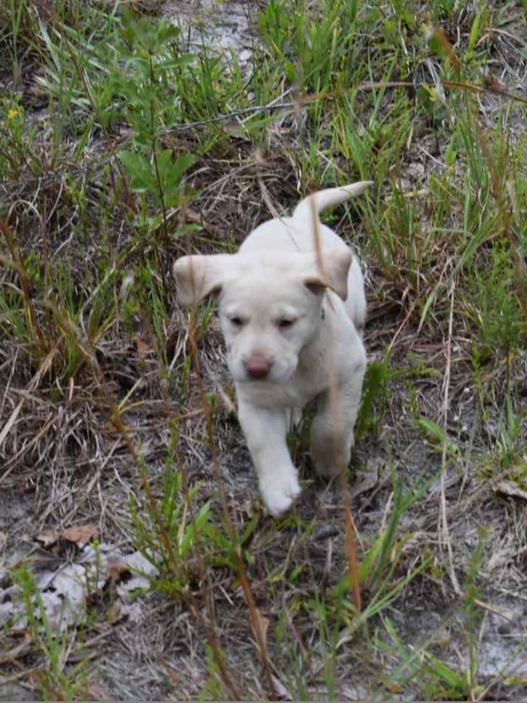 Labrador Retriever Puppies breeder image 17