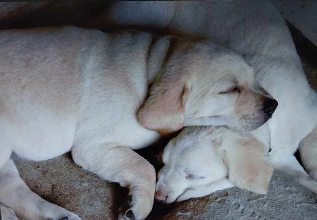 Labrador Retriever Puppies media 2