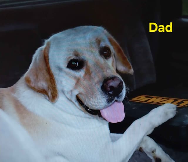 Labrador Retriever Puppies media 3