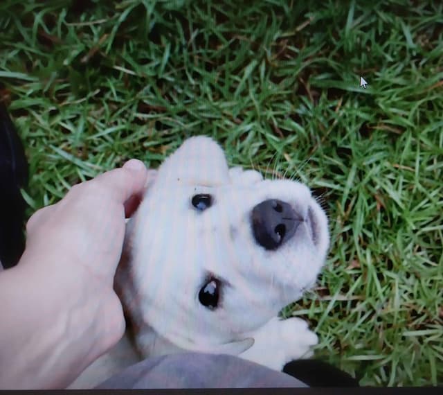 Labrador Retriever Puppies media 5