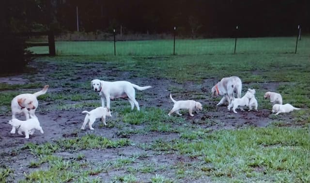 Labrador Retriever Puppies media 6