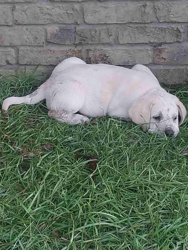 Labrador Retriever Puppies media 9