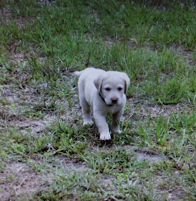 Labrador Retriever Puppies media 10