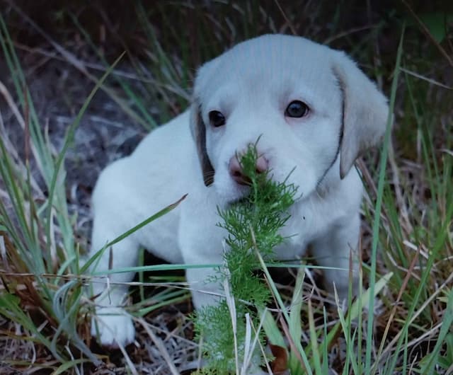 Labrador Retriever Puppies media 11