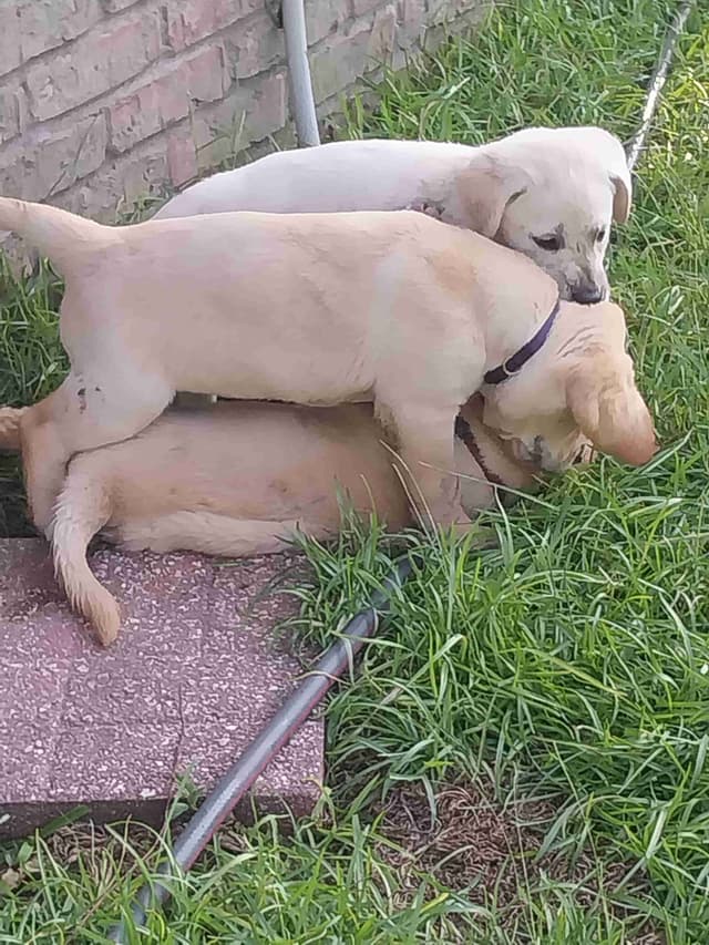 Labrador Retriever Puppies media 12