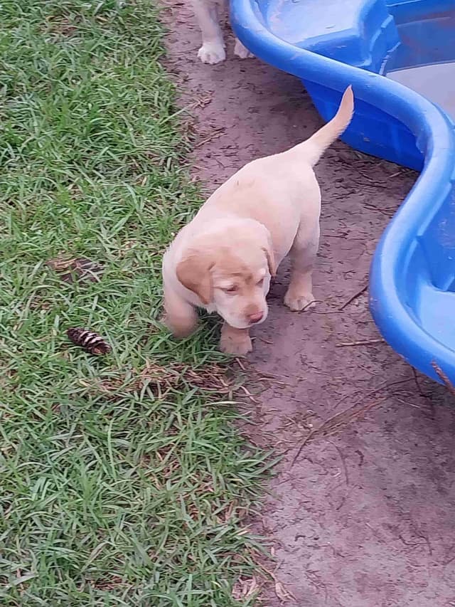 Labrador Retriever Puppies media 14