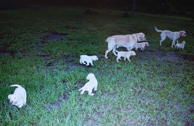 Labrador Retriever Puppies media 15