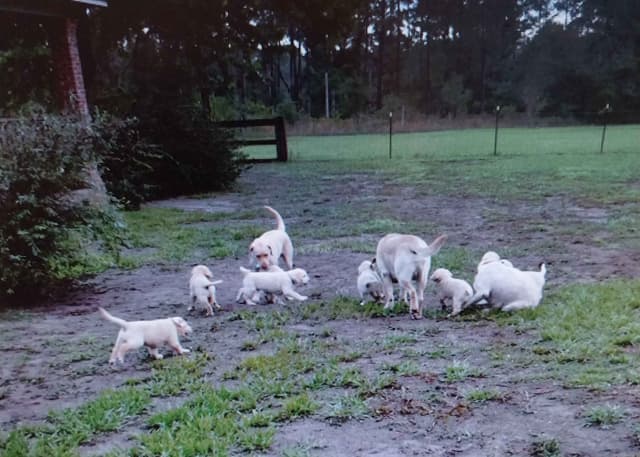 Labrador Retriever Puppies media 18