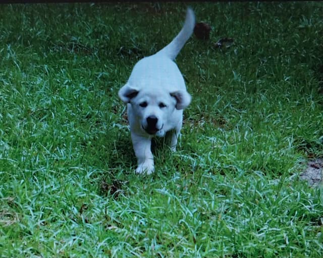 Labrador Retriever Puppies media 19