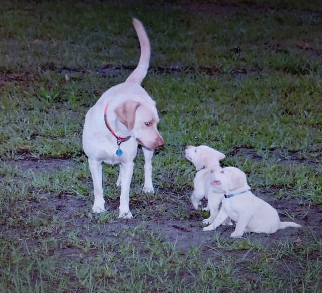 Labrador Retriever Puppies media 20