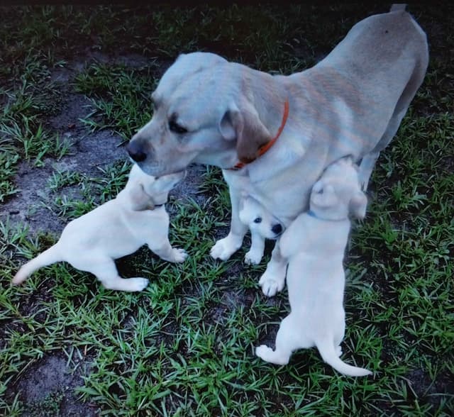 Labrador Retriever Puppies media 21