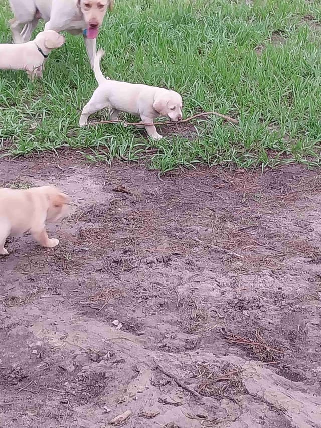 Labrador Retriever Puppies media 22