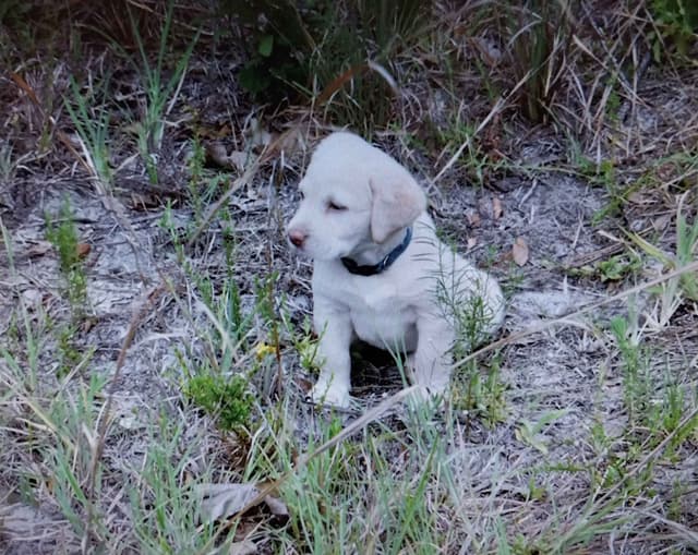 Labrador Retriever Puppies media 23