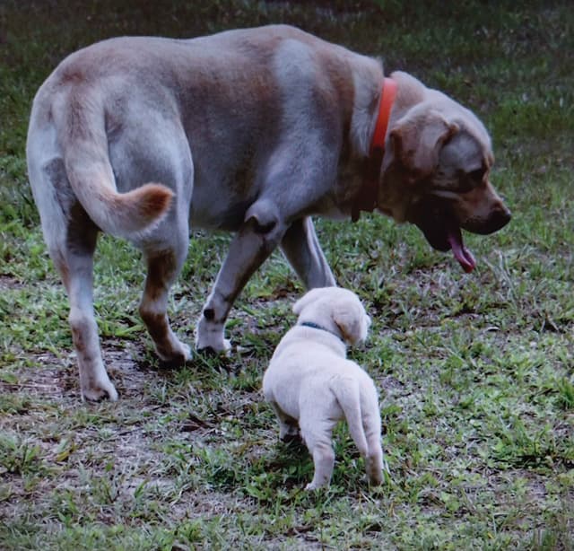 Labrador Retriever Puppies media 25
