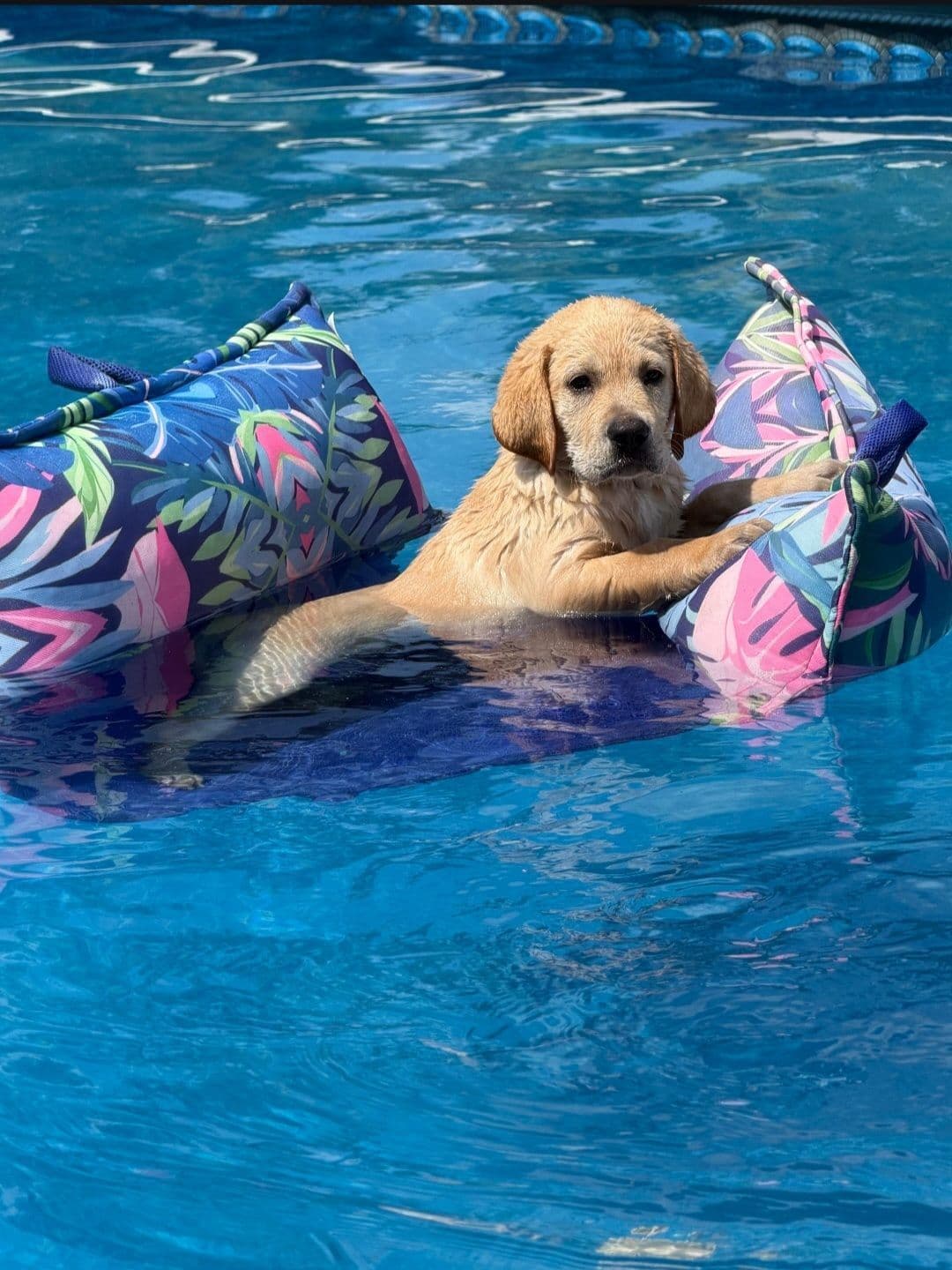 Labrador Retriever Puppies breeder image 18