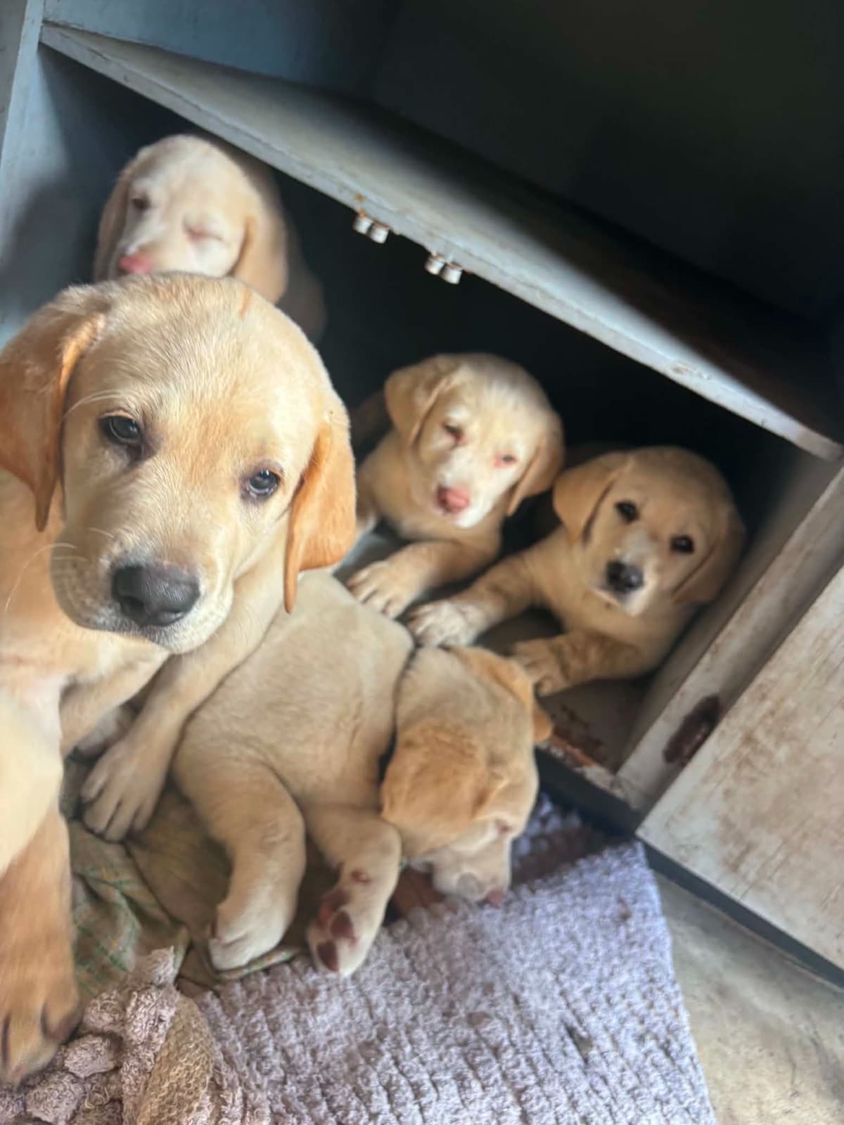 Labrador Retriever Puppies breeder image 19