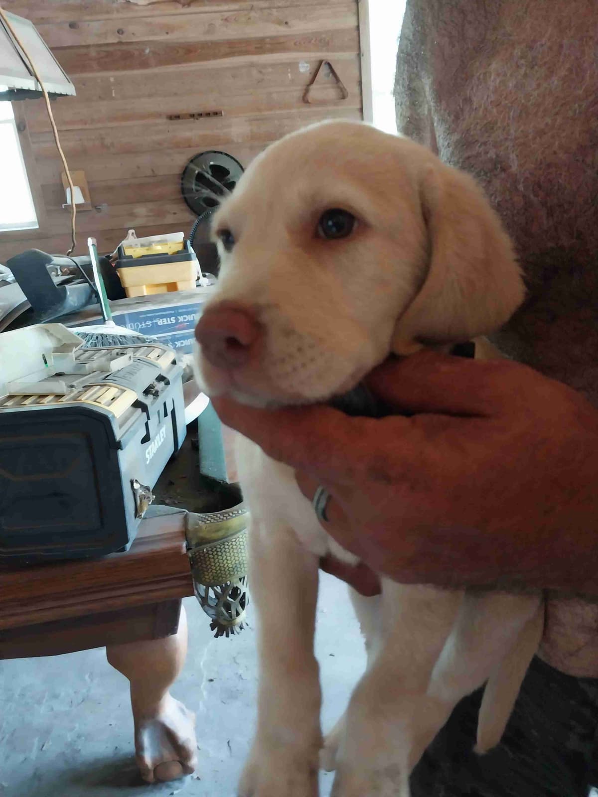 Labrador Retriever Puppies breeder image 21