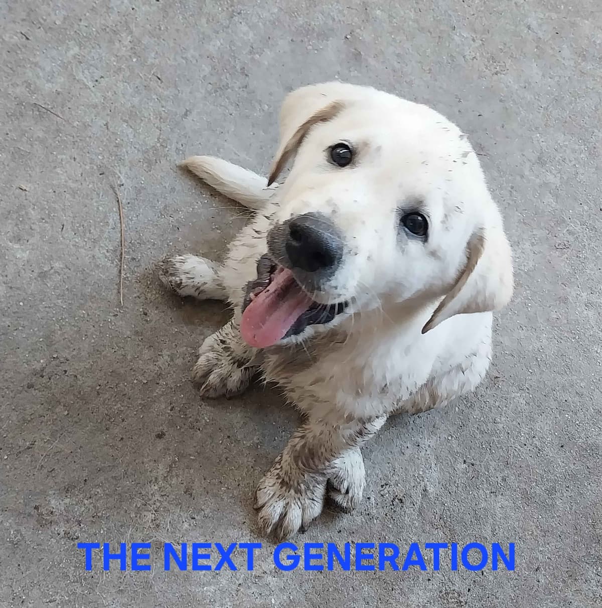 Labrador Retriever Puppies breeder image 23