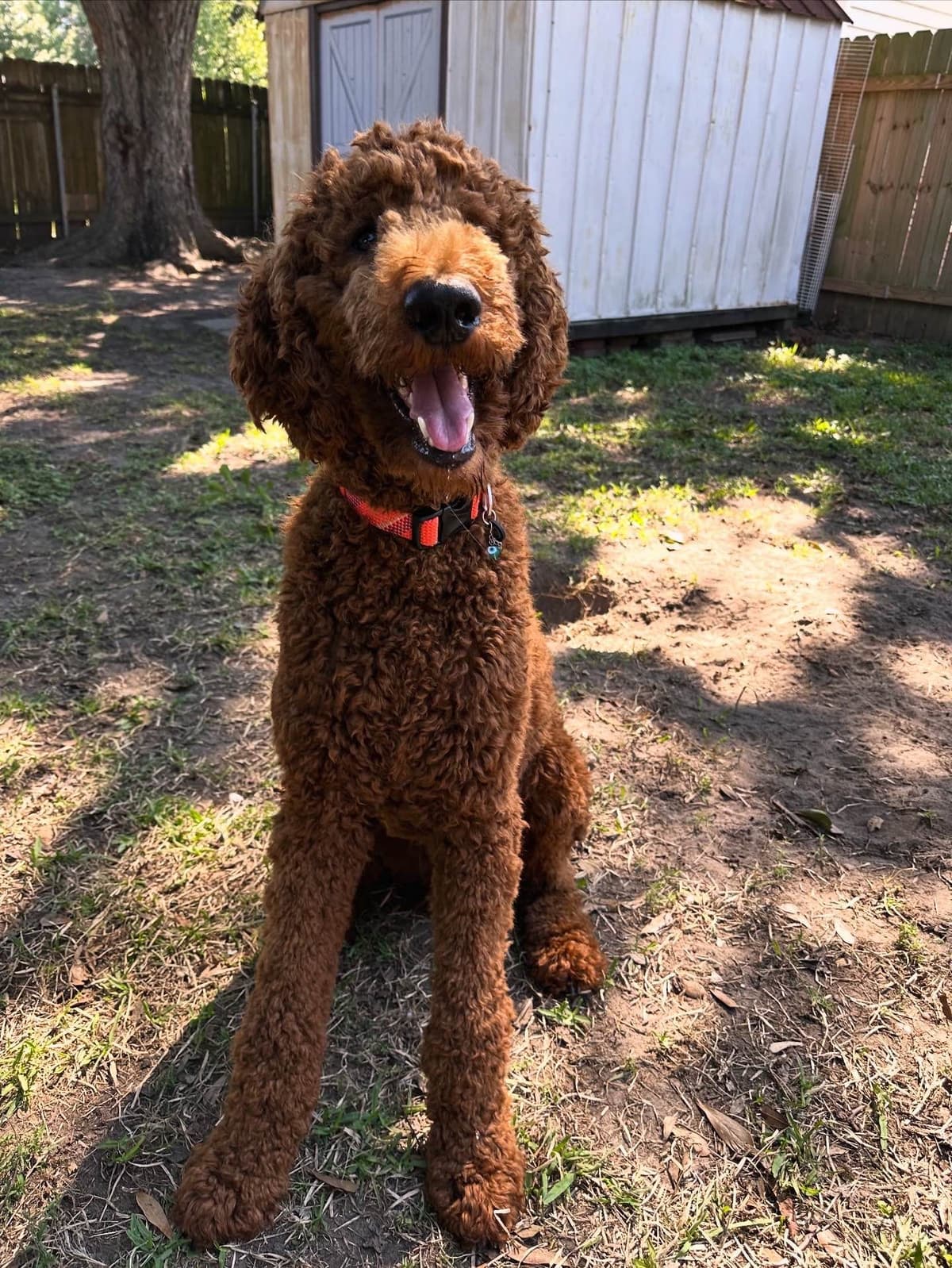 Red Standard Poodle Puppies breeder image 1