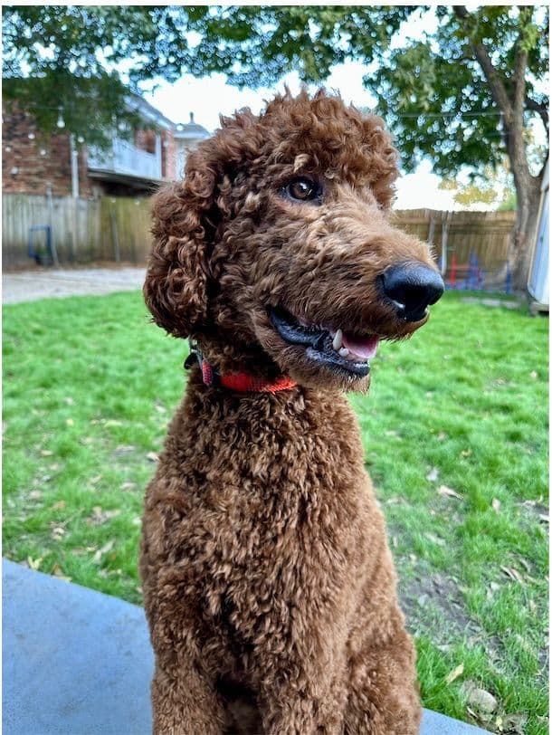 Red Standard Poodle Puppies breeder image 2